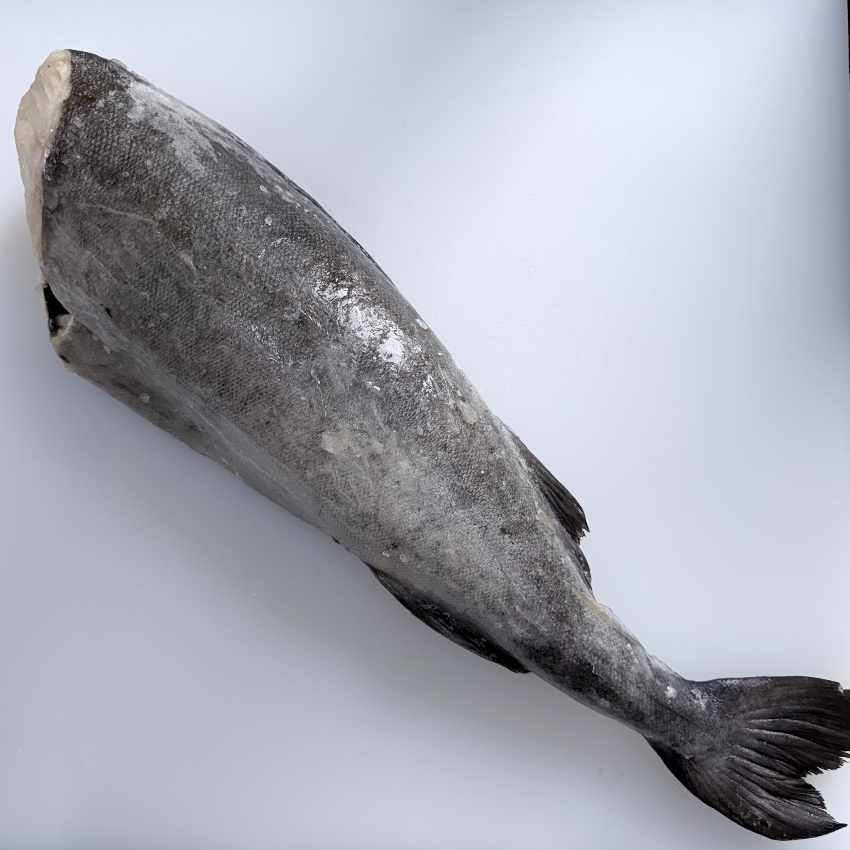 Premium Alaska SPC Black Cod（ 7lb+ ）