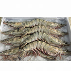 Vietnam Premium Head On Shell On (HOSO) Tiger Prawns (Semi-IQF)