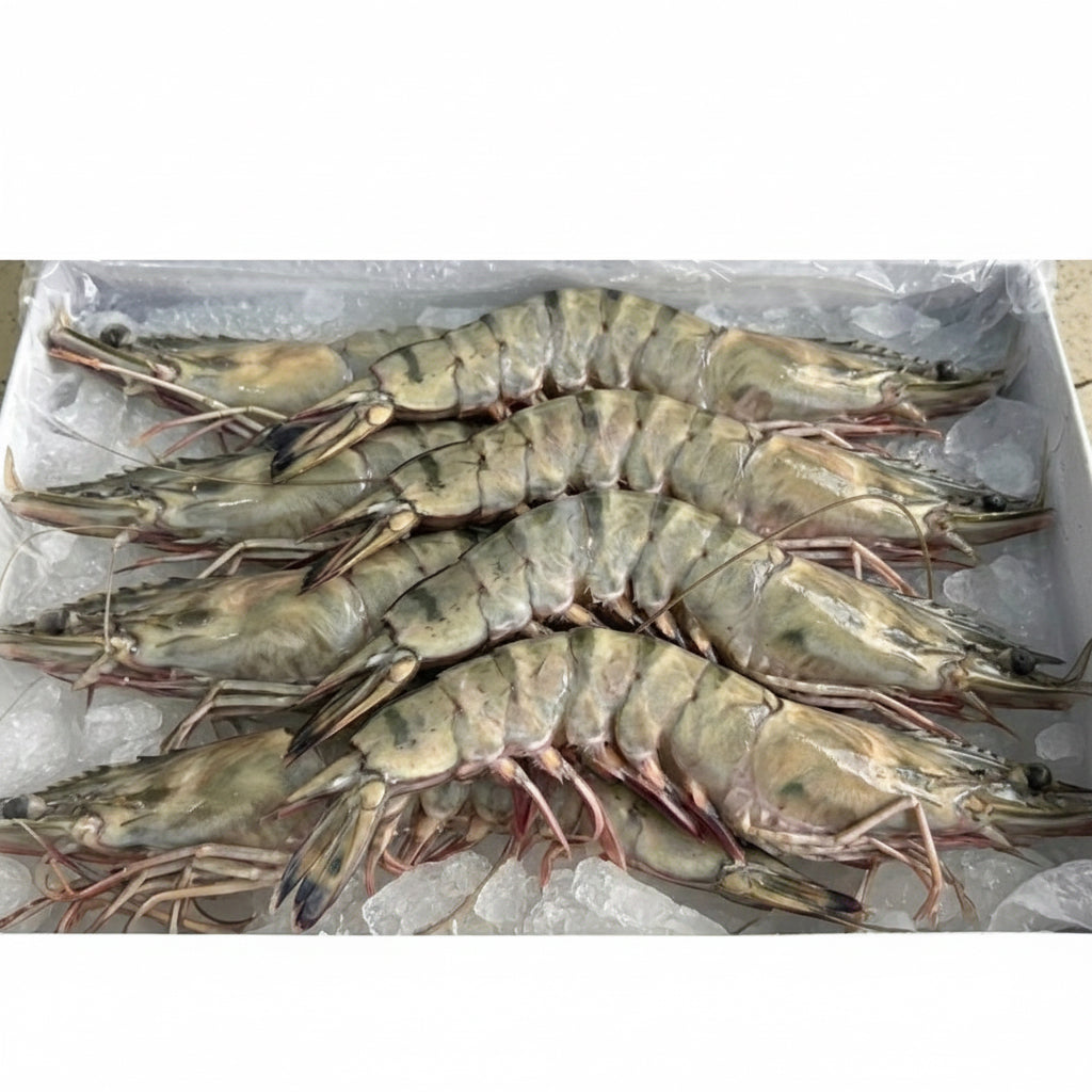 Vietnam Premium Head On Shell On (HOSO) Tiger Prawns (Semi-IQF)