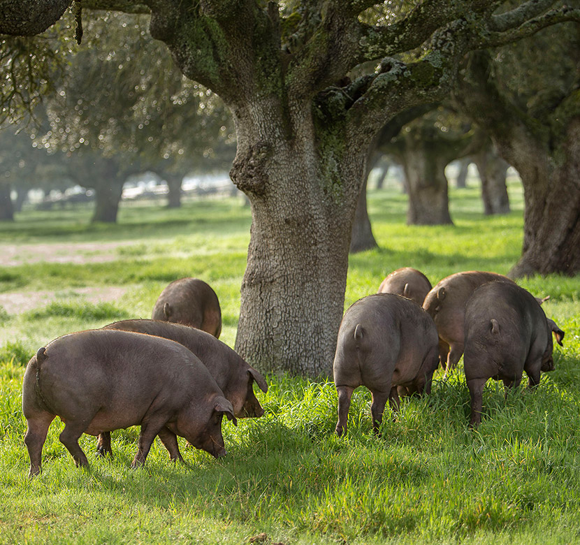 Estrella De Castilla Pork Iberian Collar （Acorn Fed)