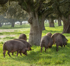 Estrella De Castilla Pork Iberian Collar （Acorn Fed)