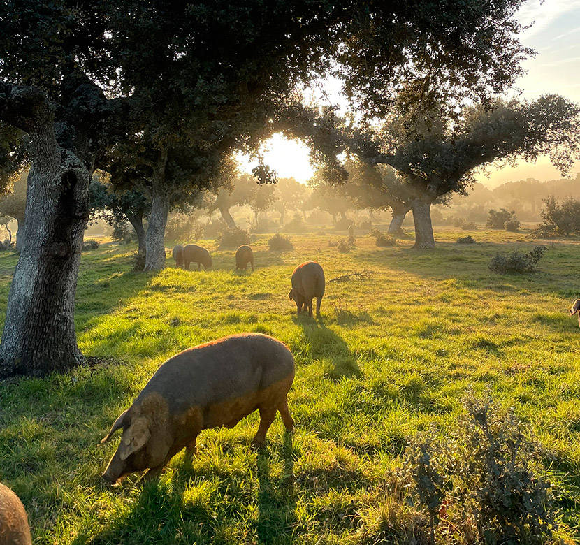 Estrella De Castilla Pork Iberian Collar （Acorn Fed)